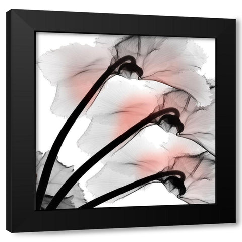 Coral Luster Cyclamen 2 Black Modern Wood Framed Art Print with Double Matting by Koetsier, Albert