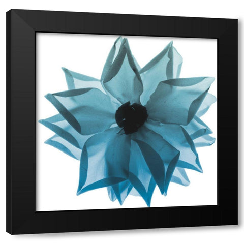 Rose Petal Blues 1 Black Modern Wood Framed Art Print by Koetsier, Albert