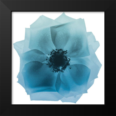 Rose Petal Blues 2 Black Modern Wood Framed Art Print by Koetsier, Albert