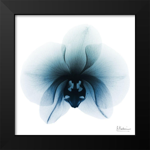 Glacial Orchid 1 Black Modern Wood Framed Art Print by Koetsier, Albert