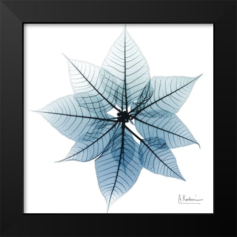 Iced Poinsettia 1 Black Modern Wood Framed Art Print by Koetsier, Albert