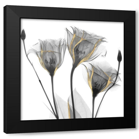 Gold Embellished Gentians 1 Black Modern Wood Framed Art Print with Double Matting by Koetsier, Albert