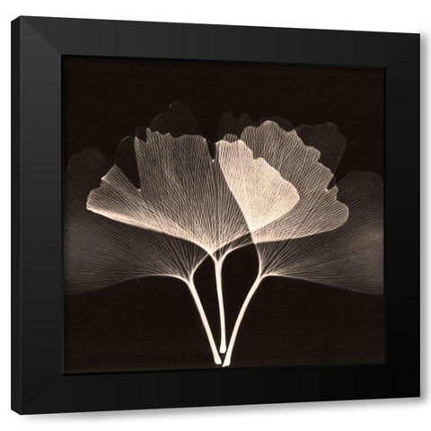 Cocoa Ginko 2 Black Modern Wood Framed Art Print with Double Matting by Koetsier, Albert