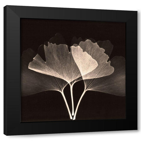 Cocoa Ginko 2 Black Modern Wood Framed Art Print by Koetsier, Albert