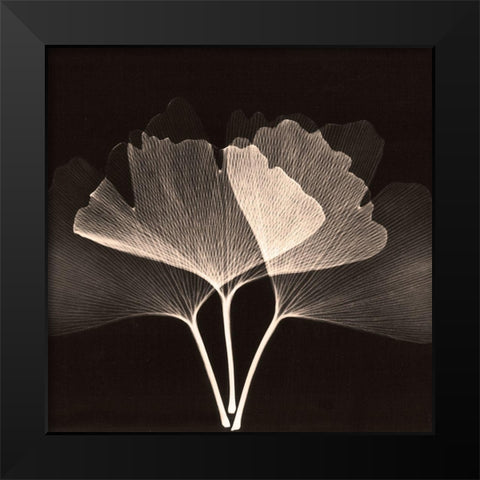 Cocoa Ginko 2 Black Modern Wood Framed Art Print by Koetsier, Albert