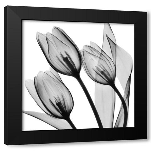 Splendid Monotone Tulips Black Modern Wood Framed Art Print by Koetsier, Albert