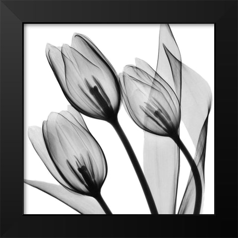 Splendid Monotone Tulips Black Modern Wood Framed Art Print by Koetsier, Albert