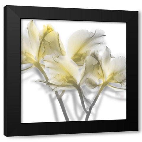 Unfocused Light 2 Black Modern Wood Framed Art Print with Double Matting by Koetsier, Albert