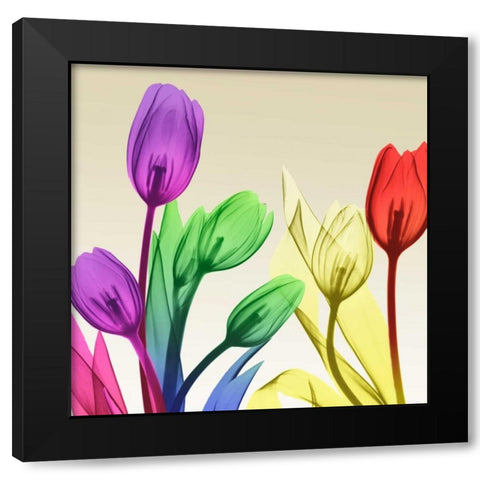 Floral Splurge 2 Black Modern Wood Framed Art Print by Koetsier, Albert