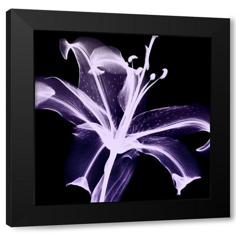 Violet Explosion 2 Black Modern Wood Framed Art Print by Koetsier, Albert