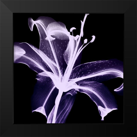 Violet Explosion 2 Black Modern Wood Framed Art Print by Koetsier, Albert