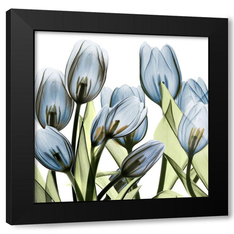 Tulip Blues 1 Black Modern Wood Framed Art Print with Double Matting by Koetsier, Albert