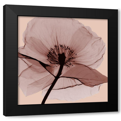 Poppy Love Black Modern Wood Framed Art Print by Koetsier, Albert