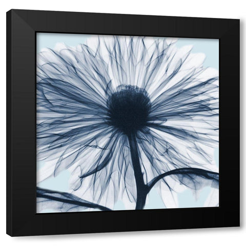 Chrysanthemum Blues Black Modern Wood Framed Art Print with Double Matting by Koetsier, Albert