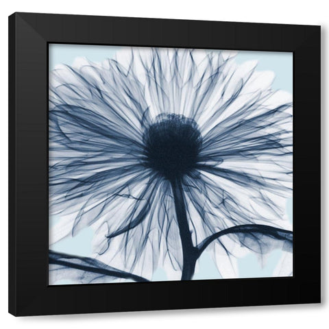 Chrysanthemum Blues Black Modern Wood Framed Art Print by Koetsier, Albert