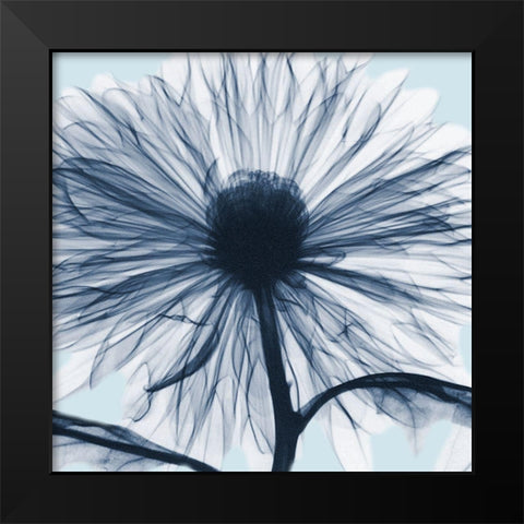 Chrysanthemum Blues Black Modern Wood Framed Art Print by Koetsier, Albert