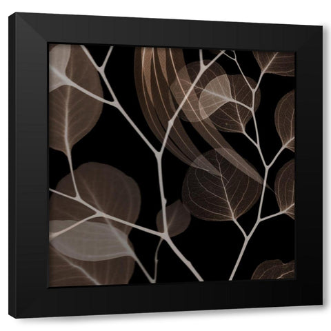 Chocolate Eucalyptus 1 Black Modern Wood Framed Art Print with Double Matting by Koetsier, Albert