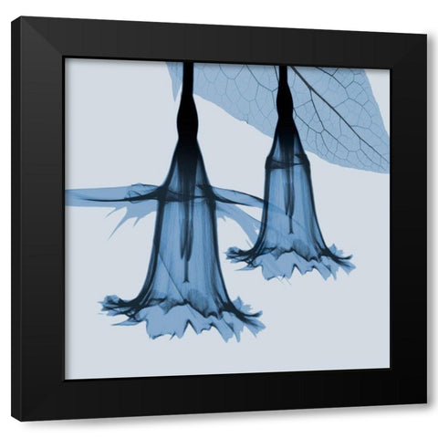 Indigo Daffodil 1 Black Modern Wood Framed Art Print with Double Matting by Koetsier, Albert