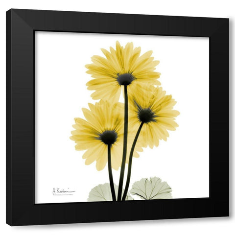 Golden Gerbera 2 Black Modern Wood Framed Art Print by Koetsier, Albert