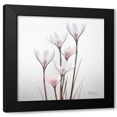 White Rain Lily 1 Black Modern Wood Framed Art Print with Double Matting by Koetsier, Albert