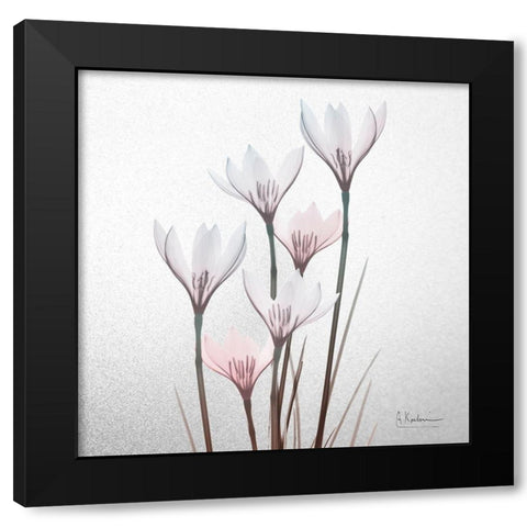 White Rain Lily 1 Black Modern Wood Framed Art Print by Koetsier, Albert