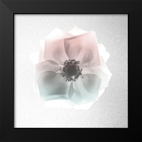 Rose Dreaming 1 Black Modern Wood Framed Art Print by Koetsier, Albert