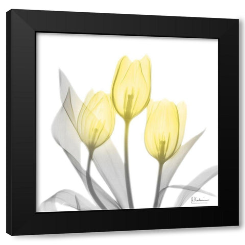 Brilliant Tulips 1 Black Modern Wood Framed Art Print by Koetsier, Albert