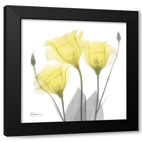 Brilliant Gentian Buddies 1 Black Modern Wood Framed Art Print with Double Matting by Koetsier, Albert