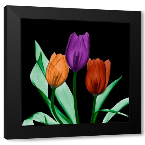 Jeweled Tulips 3 Black Modern Wood Framed Art Print with Double Matting by Koetsier, Albert