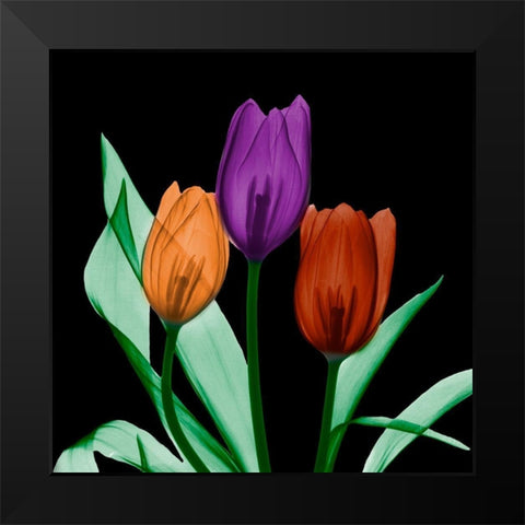 Jeweled Tulips 3 Black Modern Wood Framed Art Print by Koetsier, Albert