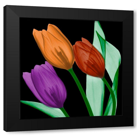 Jeweled Tulips 4 Black Modern Wood Framed Art Print with Double Matting by Koetsier, Albert