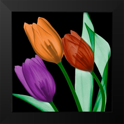 Jeweled Tulips 4 Black Modern Wood Framed Art Print by Koetsier, Albert