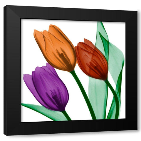 Jeweled Tulips 2 Black Modern Wood Framed Art Print by Koetsier, Albert