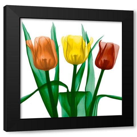 Jewel Embellished Tulips 2 Black Modern Wood Framed Art Print with Double Matting by Koetsier, Albert