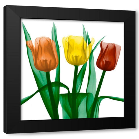 Jewel Embellished Tulips 2 Black Modern Wood Framed Art Print by Koetsier, Albert