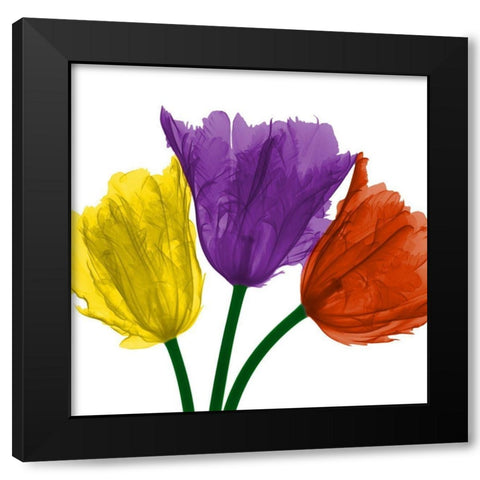 Shiny Jewel Tulips 1 Black Modern Wood Framed Art Print with Double Matting by Koetsier, Albert