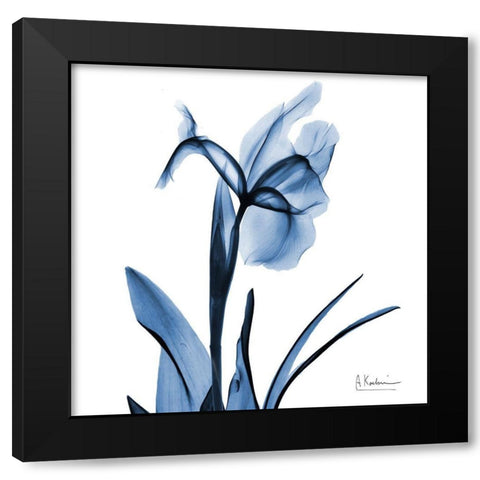 Indigo Iris Black Modern Wood Framed Art Print with Double Matting by Koetsier, Albert