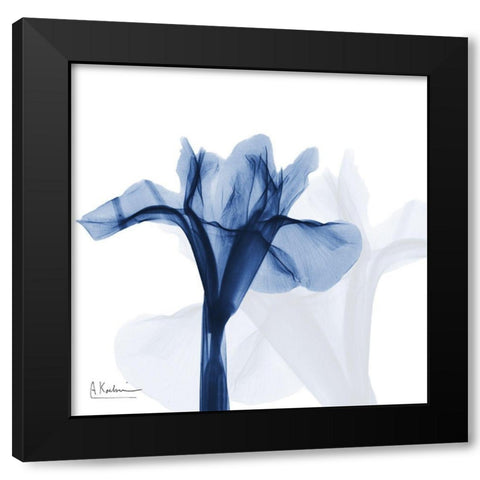 Indigo Infused Iris Black Modern Wood Framed Art Print by Koetsier, Albert