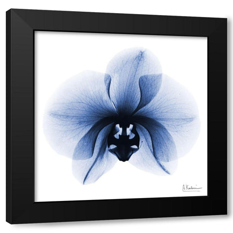 Indigo Infused Orchid 1 Black Modern Wood Framed Art Print by Koetsier, Albert