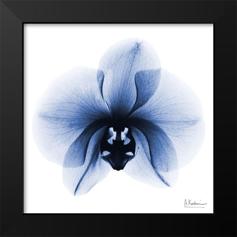 Indigo Infused Orchid 1 Black Modern Wood Framed Art Print by Koetsier, Albert