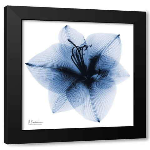 Indigo Amaryllis 1 Black Modern Wood Framed Art Print by Koetsier, Albert