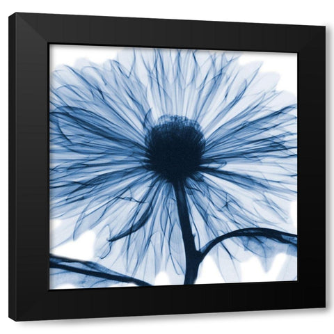 Indigo Chrysanthemum Black Modern Wood Framed Art Print with Double Matting by Koetsier, Albert