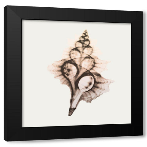 Sandy Sea Shells 2 Black Modern Wood Framed Art Print with Double Matting by Koetsier, Albert