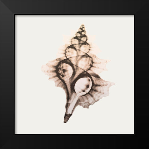 Sandy Sea Shells 2 Black Modern Wood Framed Art Print by Koetsier, Albert