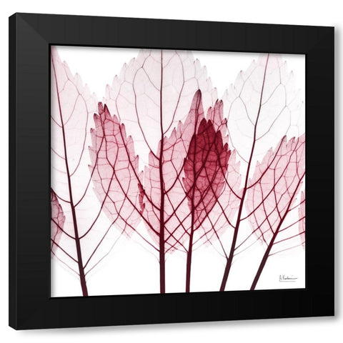 Brilliant Growth Black Modern Wood Framed Art Print with Double Matting by Koetsier, Albert