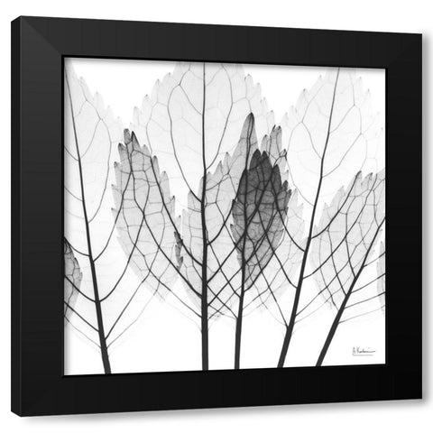 Monochromatic Growth Black Modern Wood Framed Art Print with Double Matting by Koetsier, Albert