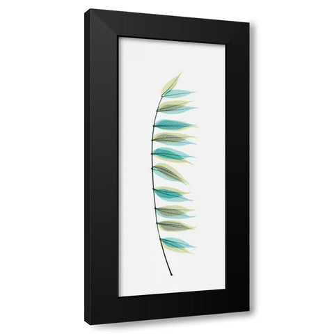 Chinese Pistachio Black Modern Wood Framed Art Print with Double Matting by Koetsier, Albert