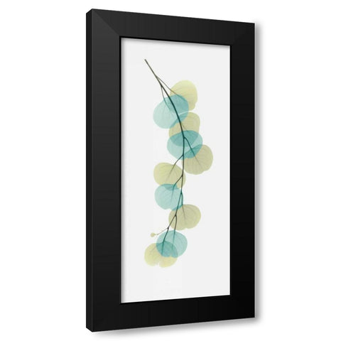 Citrus Eucalyptus Black Modern Wood Framed Art Print with Double Matting by Koetsier, Albert