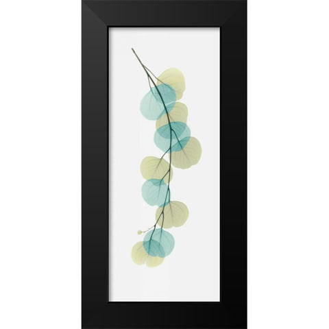 Citrus Eucalyptus Black Modern Wood Framed Art Print by Koetsier, Albert