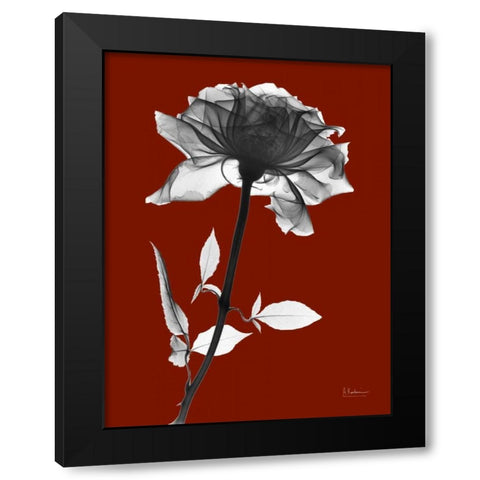 Red Rose Black Modern Wood Framed Art Print by Koetsier, Albert